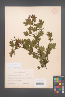 Crataegus rhipidophylla [KOR 3904]
