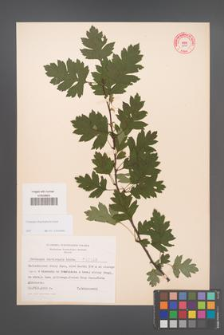 Crataegus rhipidophylla [KOR 3900]