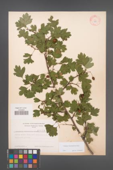 Crataegus rhipidophylla [KOR 3903]