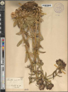 Dianthus compactus Kitaibel fo. maior Zapał.