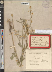 Brassica nigra (L.) Koch. fo. glabrata Zapał.