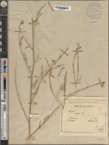 Sinapis nigra L. fo. breviflora Zap.