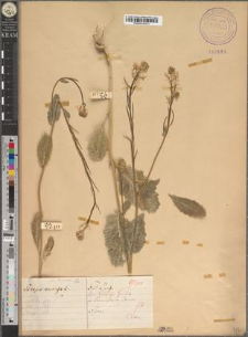 Sinapis arvensis L. fo. longiflora Zapał.