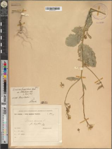 Sinapis arvensis L. fo. longiflora Zapał.