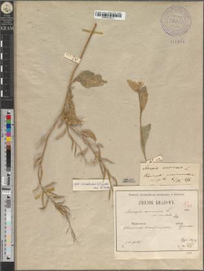 Sinapis arvensis L. var. orientalis [Murr.]