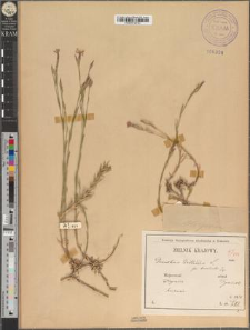 Dianthus deltoides L. fo. brevilimbis Zapał.
