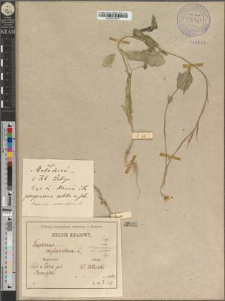 Sinapis arvensis L. var. orientalis [Murr.]