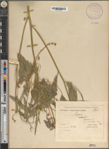 Sinapis arvensis L. var. orientalis Murr.