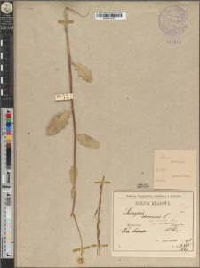 Sinapis arvensis L. var. orientalis Murr. fo. dolichopetala Zapał.