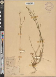Dianthus deltoides L. fo. recens Zapał.