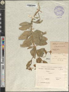 Thlaspi arvense L. fo. platyphyllum Zapał.