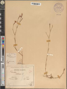 Dianthus deltoides L. fo. latilimbis Zapał.