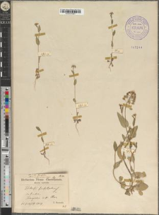 Thlaspi perfoliatum L. var. tenuifolium Zapał.