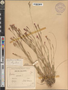 Dianthus deltoides L. fo. latilimbis Zapał.