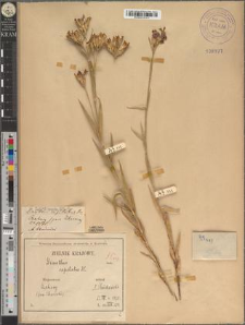 Dianthus glabriusculus (Kitaib.) Borb. fo. brevibracteatus Zapał.