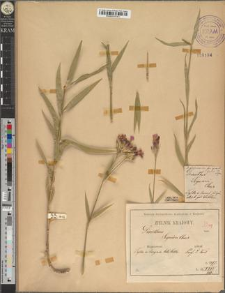 Dianthus glabriusculus (Kitaib.) Borb. fo. grandifolius Zapał.