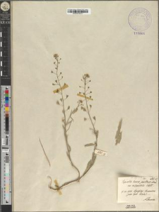 Capsella bursa pastoris (L.) Moench. var. oligotricha Zapał.