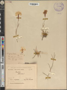 Dianthus praecox Kitaib. fo. koscieliskiensis Zapał.