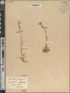 Dianthus praecox Kitaib. fo. sokolicensis Zapał.