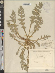 Capsella bursa pastoris (L.) Moench. var. oligotricha Zapał. fo. luxurians Zapał.
