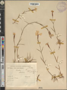 Dianthus praecox Kitaib. fo. flexibilis Zapał.