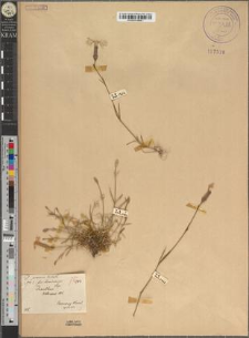 Dianthus praecox Kitaib. fo. kominensis Zapał.