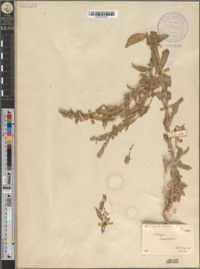 Lepidium campestre (L.) R. Br. fo. subpubescens Zapał.