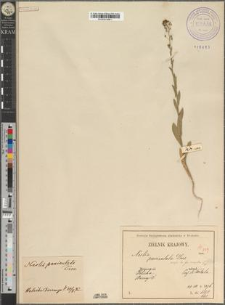 Neslea paniculata Desv. fo. simplex Zapał.
