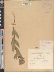 Neslea paniculata Desv. fo. latifolia Zapał.