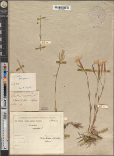 Dianthus serotinus Waldst. et Kitaib. var. viridifolius Zapał.