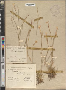 Dianthus serotinus Waldst. et Kitaib. var. borussicus (Vierhapper) [Zapał.?] fo. longicalyx Zapał.