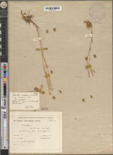 Dianthus serotinus Waldst. et Kitaib. var. borussicus (Vierhapper) [Zapał.?] fo. longicalyx Zapał.