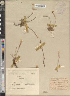 Dianthus serotinus Waldst. et Kitaib. var. vistulensis Zapał.