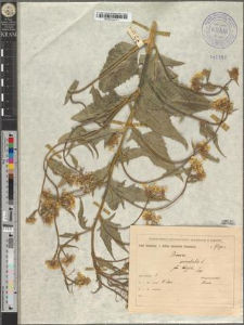 Bunias orientalis L. fo. latifolia Zapał.