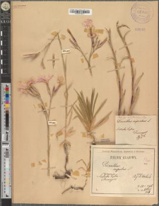 Dianthus superbus L. fo. ornatissimus Zapał.