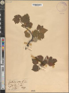 Betula carpatica Waldst. et Kit. var. incisa Zapał.