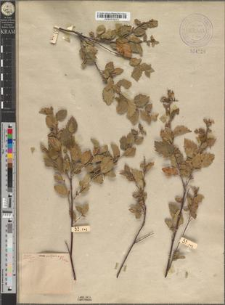 Betula humilis Schrank. var. acutifolia Zapał.