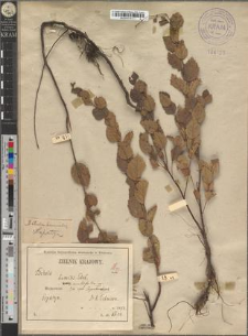 Betula humilis Schrank. var. acutifolia Zapał.
