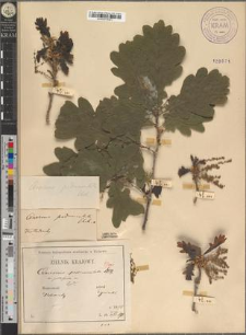 Quercus robur L. p.p. var. pilifera Zapał.