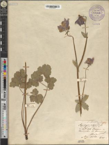 Aquilegia vulgaris L. fo. subglabrifolia Zapał.