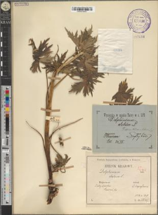 Delphinium alpinum Waldst. et Kit. var. tatrense Zapał.