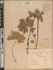 Aconitum moldavicum Hacq. fo. puberulum Zapał.