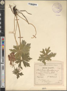 Aconitum moldavicum Hacq. var. Hosteanum Schur pro spec. fo. czywczynense Zapał.