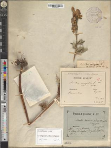 Aconitum cammarum Jacq. var. tricoronense Zapał.