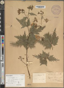 Aconitum paniculatum Lam. fo. latiusculum Zapał.