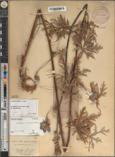 Aconitum paniculatum Lam. var. czeremossicum Zapał.