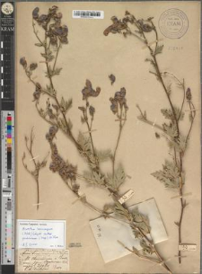 Aconitum paniculatum Lam. var. podolicum Zapał.