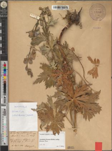 Aconitum napellus L. var. subtatrense Zapał. fo. grofense Zapał.