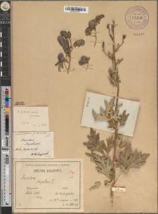 Aconitum napellus L. var. subtatrense Zapał. fo. latisectum Zapał.
