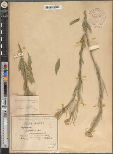 Erysimum pannonicum Crantz. var. pseudocarniolicum Zapał. fo. latifolium Zapał.